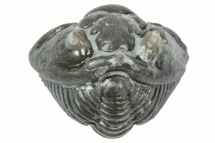 Wide Enrolled Flexicalymene Trilobite - Mt Orab, Ohio #358134